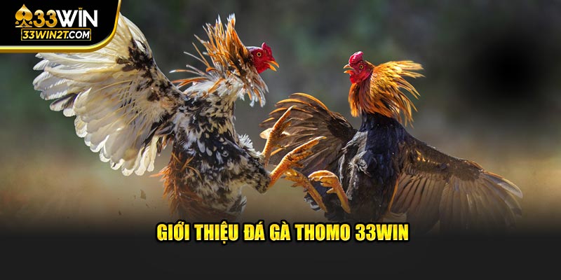 Giới thiệu đá gà thomo 33WIN